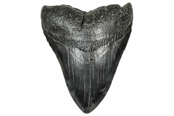 Fossil Megalodon Tooth - South Carolina #328971